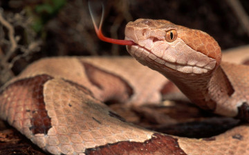 Картинка животные змеи +питоны +кобры язык змея рептилия