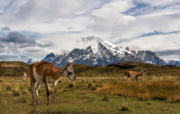 обоя животные, ламы, torres, del, paine, chile