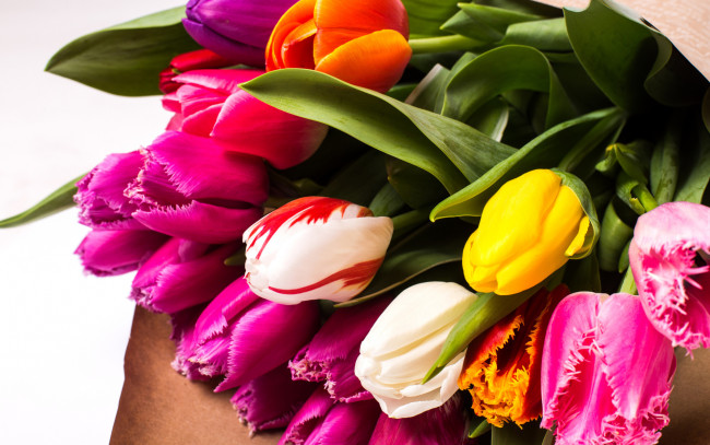 Обои картинки фото цветы, тюльпаны, весенние