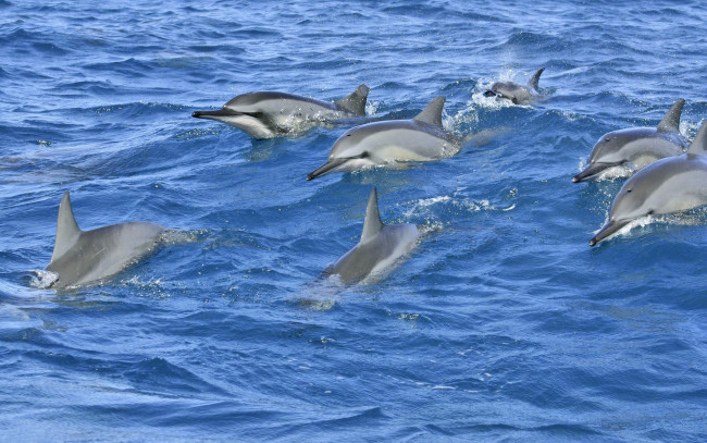 Обои картинки фото животные, дельфины, море, волны