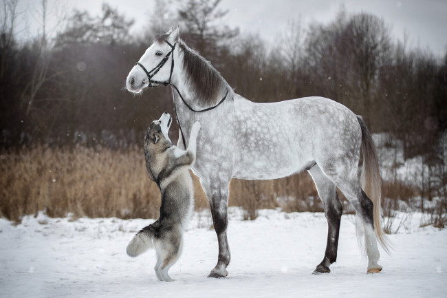 Обои картинки фото животные, разные вместе, конь, хаски, снег, зима, стойка, собака, лошадь, уздечка