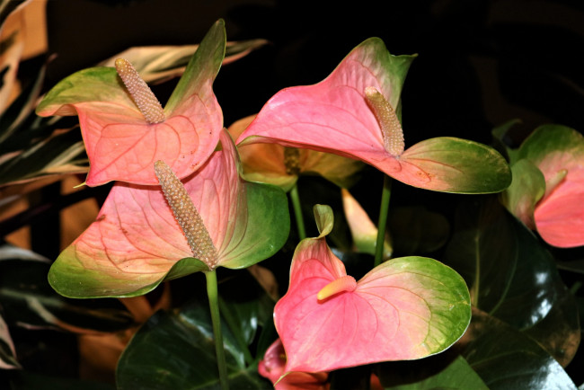 Обои картинки фото цветы, антуриум , цветок фламинго, розовый