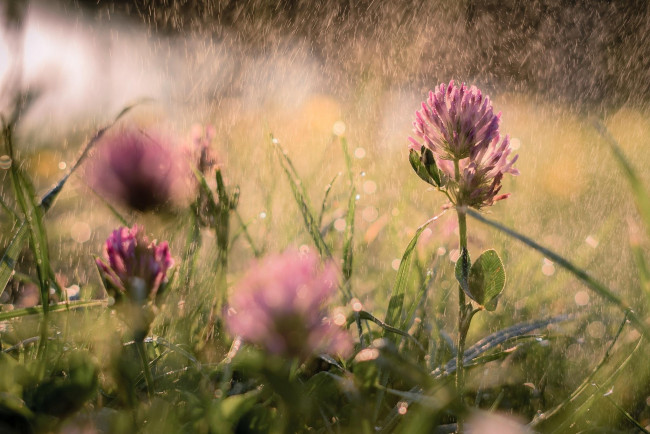 Обои картинки фото цветы, луговые , полевые,  цветы, клевер, розовый, трава, дождь