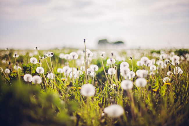 Обои картинки фото цветы, одуванчики, белые, поле, трава
