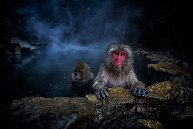 Обои картинки фото животные, обезьяны, animal, природа, обезьяна, гейзер, japanese, macaque, baby