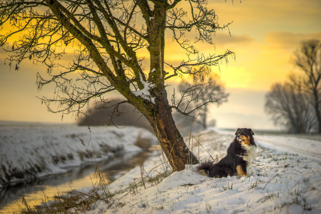 Обои картинки фото животные, собаки, winter, road, sunlight, canine, australian, shepherd, sunset, tree, sun, dog, river, snow