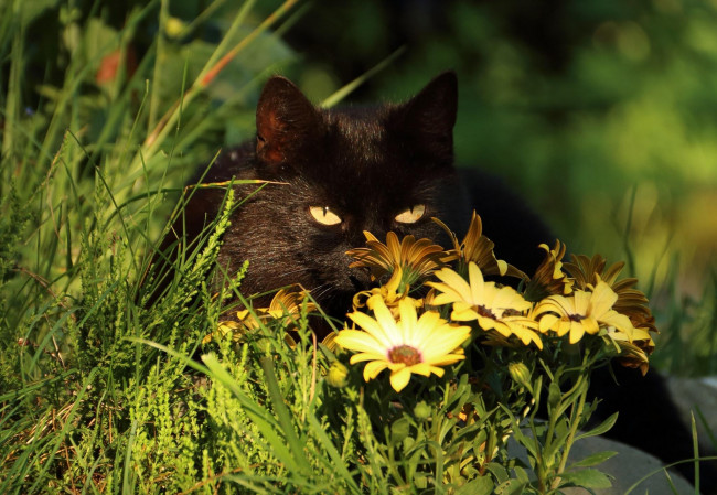 Обои картинки фото животные, коты, черный, цветы, трава, кот