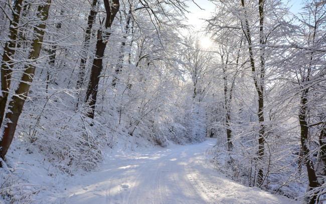 Обои картинки фото природа, дороги, деревья, лес, снег, зима