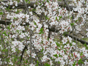 обоя цветы, цветущие деревья ,  кустарники, весна, 2018, апрель
