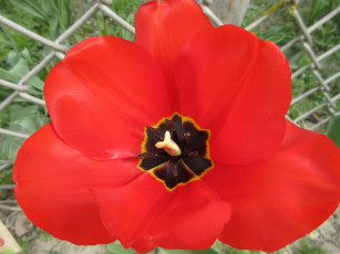 Картинка цветы тюльпаны весна 2018 апрель