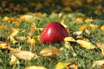 Картинка еда яблоки трава яблоко листья осень