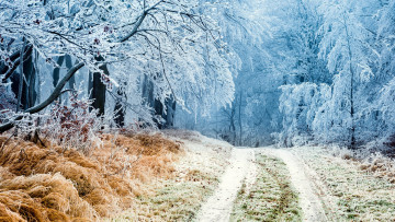 Картинка природа дороги проселочная дорога лес снег