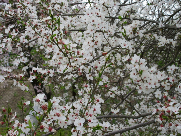 Обои картинки фото цветы, цветущие деревья ,  кустарники, весна, 2018, апрель