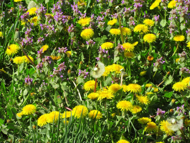 Обои картинки фото цветы, луговые , полевые,  цветы, весна, 2018, апрель