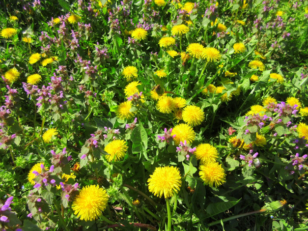 Обои картинки фото цветы, луговые , полевые,  цветы, весна, 2018, апрель