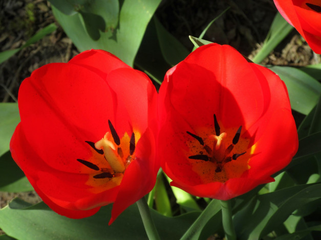 Обои картинки фото цветы, тюльпаны, весна, 2018, апрель