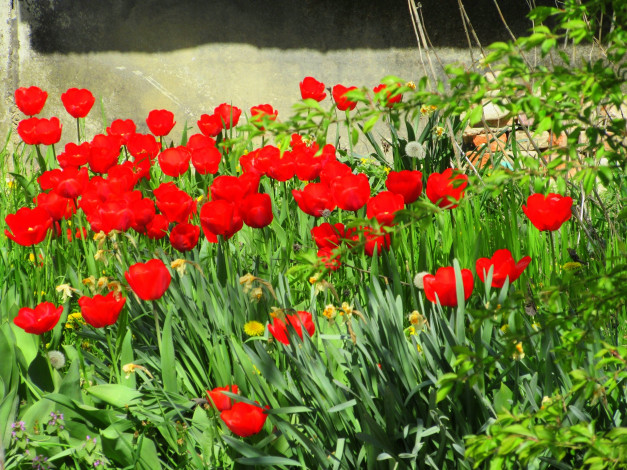 Обои картинки фото цветы, тюльпаны, весна, 2018, апрель