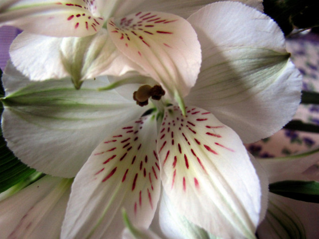 Обои картинки фото цветы, альстромерия, белая, макро