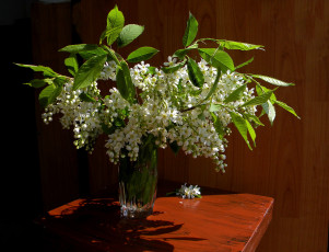 Картинка цветы черемуха весна букет ваза