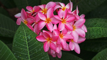 Картинка цветы плюмерия розовая макро капли