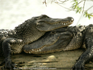 обоя животные, крокодилы