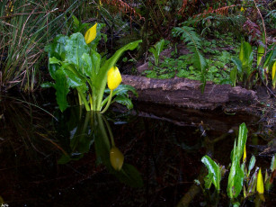 Картинка желтыре цветы воде спатифиллум