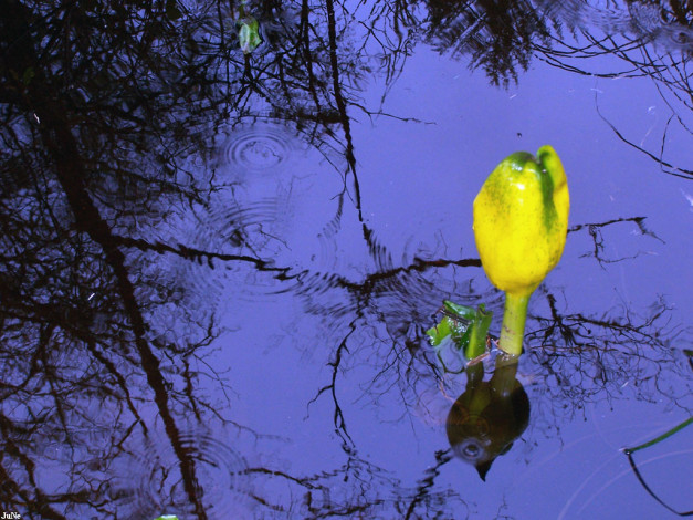 Обои картинки фото желтые, цветы, воде, спатифиллум