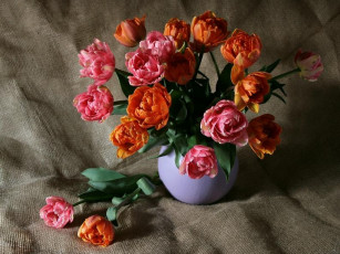 обоя клариса, тюльпаны, цветы