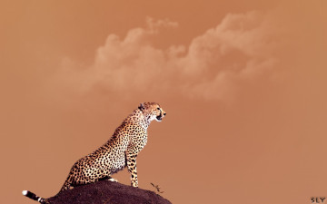 Картинка животные гепарды