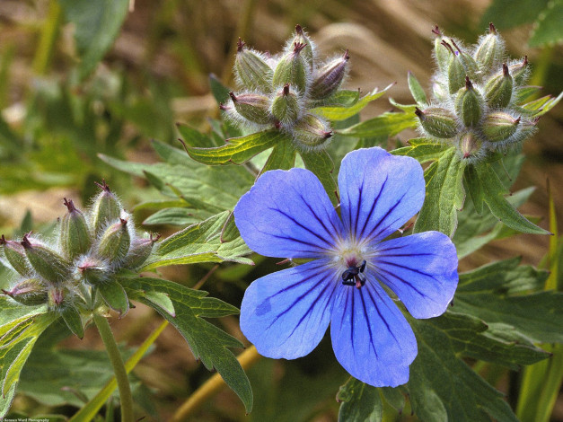 Обои картинки фото northern, geranium, alaska, цветы, герань