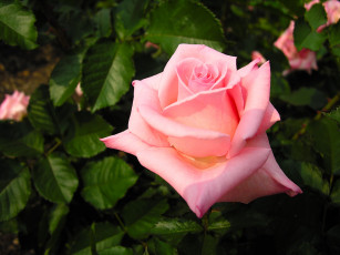 Картинка розы цветы