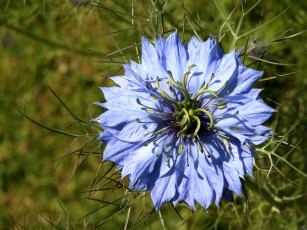 Картинка цветы нигелла синий лепестки