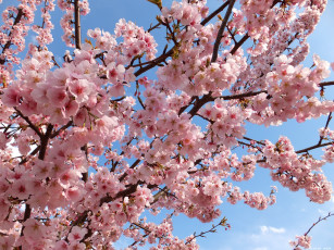 Картинка цветы сакура вишня ветки