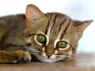 Картинка кошка колибри животные дикие кошки глаза полоски