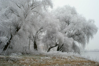 Картинка природа зима деревья иней