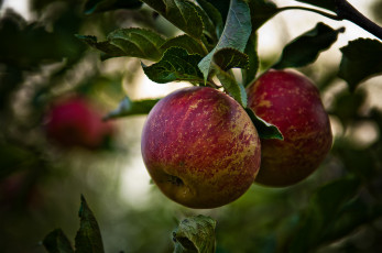 Картинка природа плоды яблоня дерево ветки листва