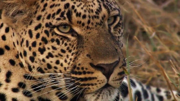 Картинка животные леопарды взгляд