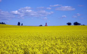 Картинка природа поля желтый
