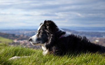 Картинка животные собаки трава бордер-колли