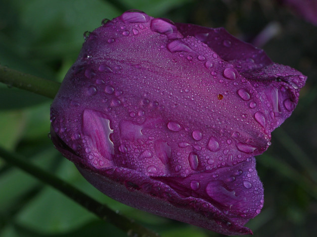 Обои картинки фото цветы, тюльпаны, капли, фиолетовый