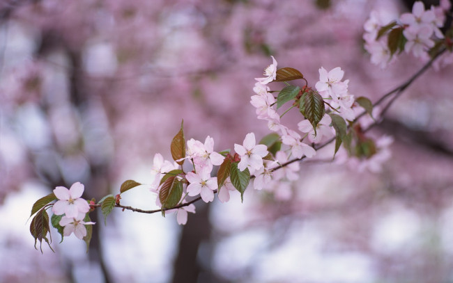 Обои картинки фото цветы, сакура, вишня, листья, ветка, сиреневый, фон