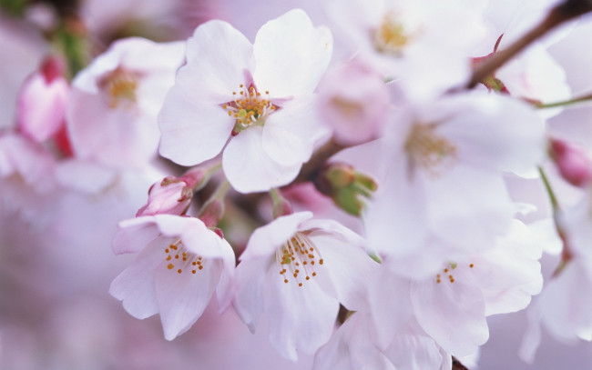 Обои картинки фото цветы, сакура, вишня, сиреневый, фон, ветка