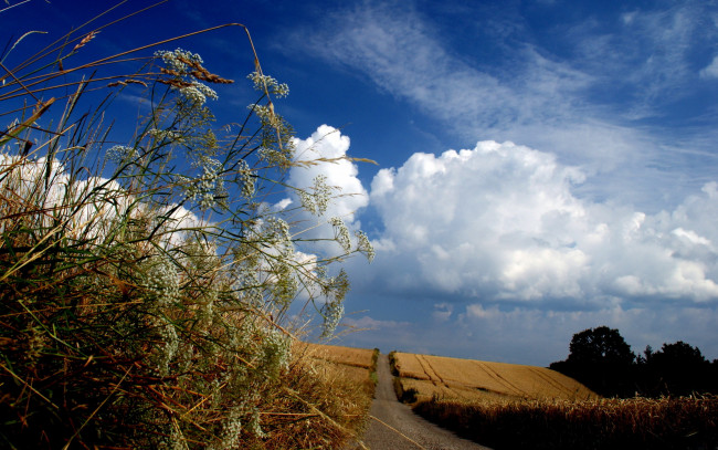 Обои картинки фото природа, поля, лето, небо, травы, поле, дорога
