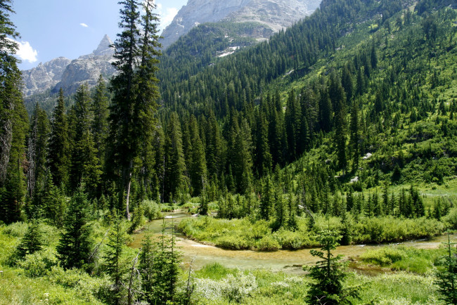 Обои картинки фото природа, деревья, usa, wyoming, cascade, canyon, grand, teton, national, park