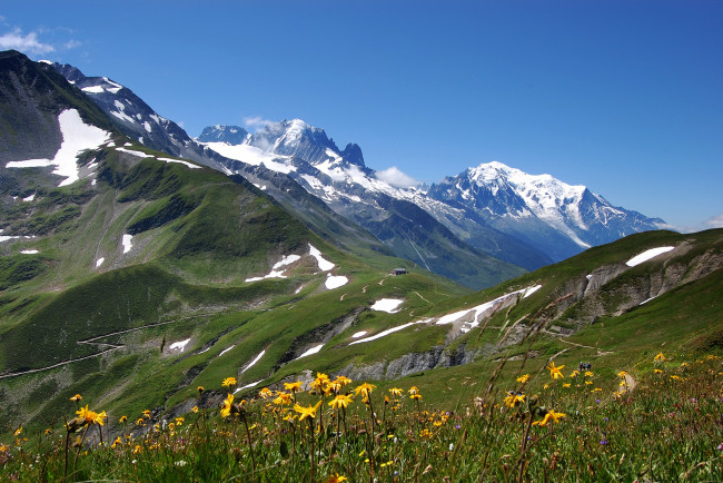 Обои картинки фото природа, горы, alps, цветы, альпы
