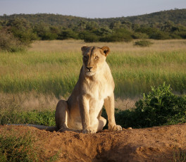 Картинка животные львы трава саванна львица