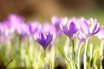 Картинка цветы крокусы фиолетовые
