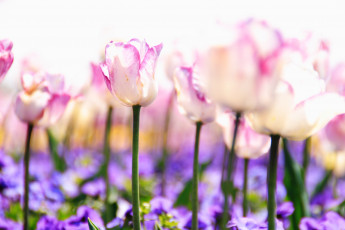 Картинка цветы тюльпаны поле свет