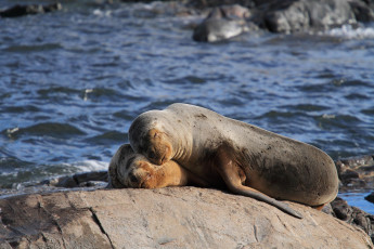 Картинка животные тюлени морские львы котики пара отдых камень