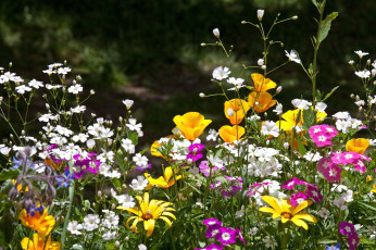 Картинка цветы луговые полевые эшшольция флоксы